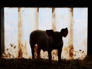 George Orwell's "Animal Farm" depicts a farm run by a collective leadership of pigs.