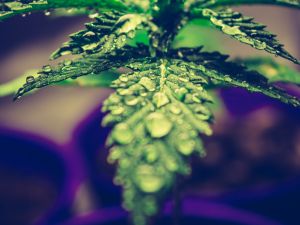 marijuana