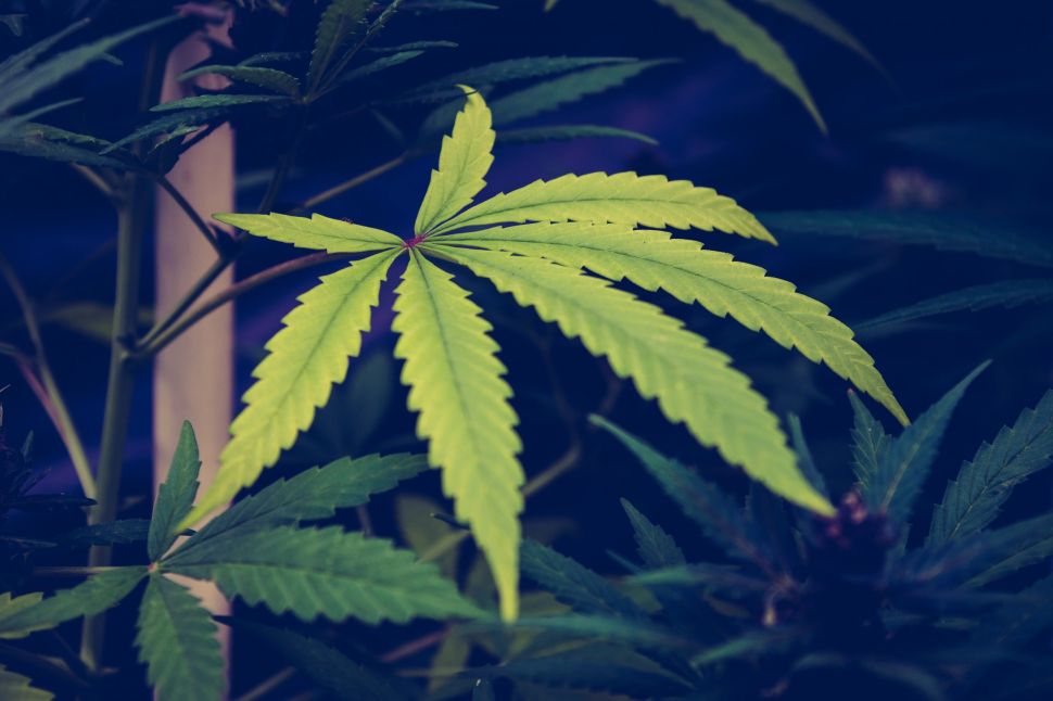 Why the Cannabis Industry Has to Remember Its Roots as It Goes Mainstream