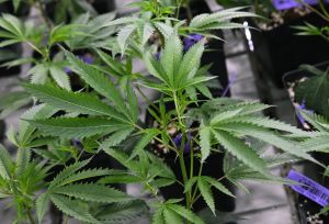 cannabis
