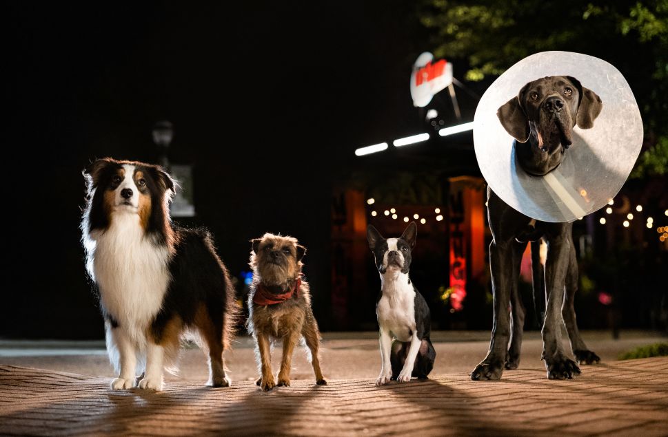 ‘Strays’ Review: Is This Talking Dog Movie Too Crass, Too Sweet, Or Both?