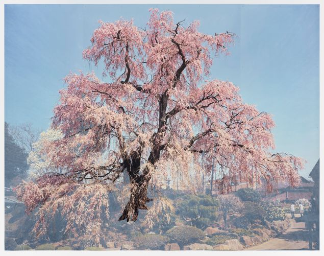 A photo of a large photograph by Tacita Dean, showcasing a blooming cherry blossom tree in full detail. The pale pink blossoms contrast with a serene blue sky and a soft-focus background of gardens and pathways.