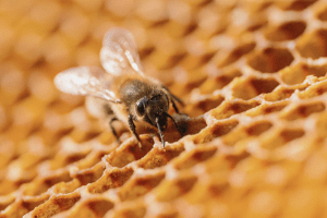 Macro photograph of a honeybee on golden honeycomb, illustrating the collaborative structure of hive life